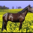BLACK JACK P